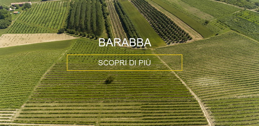 Vigna Barabba Castellinaldo | Raffaele Gili Vini - Azienda